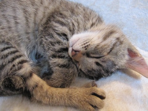 愛らしい丸顔の雉虎で、かぎしっぽ