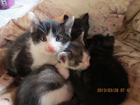 黒猫が２匹（オス猫）

白と