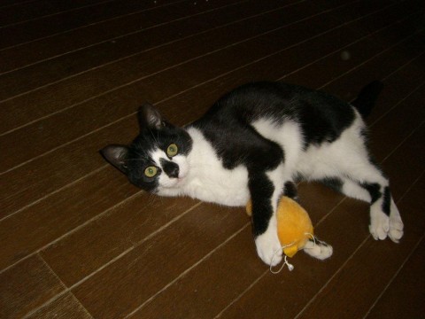 ・とても人懐っこくてゴロスリちゃ