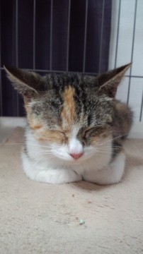 柄・・・キジ三毛
性別・・メス