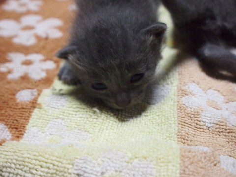 毛の色は、健康状態でものべたよう