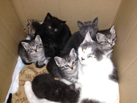母猫はアメショーで父猫はトラ系の