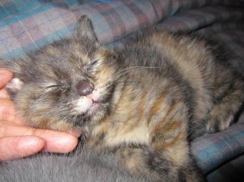 さび柄でお鼻の下半分だけがピンク