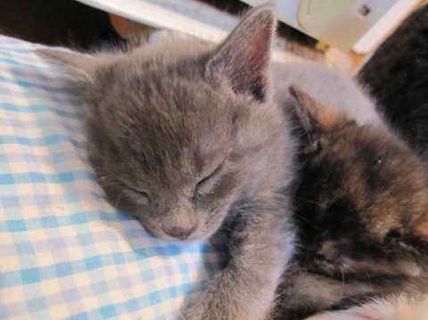 ロシアンブルーのような美しい均質