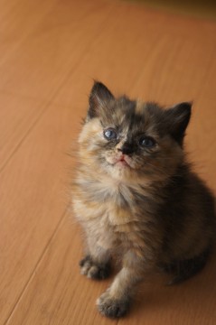 ・可愛らしく元気いっぱいです。