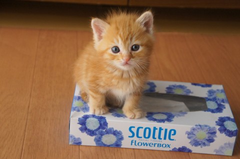 ・可愛らしく元気いっぱいです。