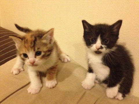 ブチネコと三毛猫の二匹です。
