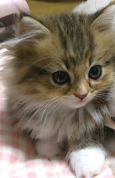 母猫チンチラゴールデン　父猫チン