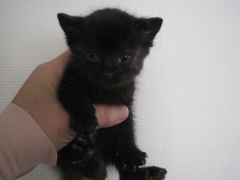 黒猫です。声が大きく一番元気です
