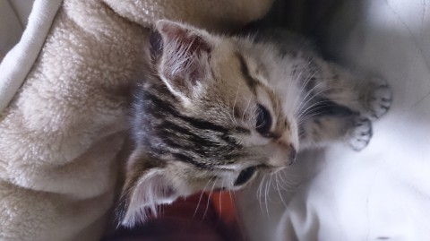トラ猫？2匹ともそっくりです。