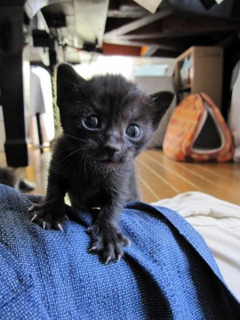 きれいな黒猫です。
まだ小さい