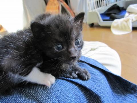 きれいな黒猫です。兄弟の中では一