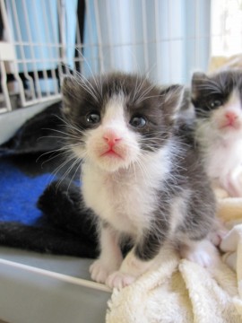 愛嬌のある白黒はちわれで耳の先っ