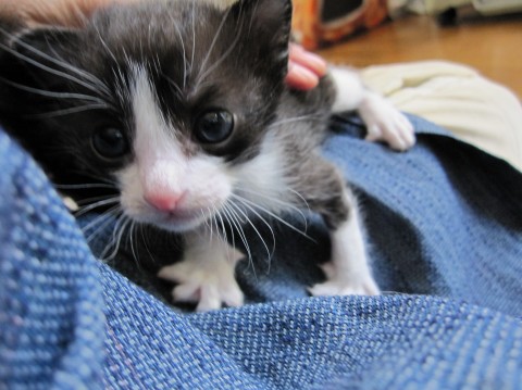 愛嬌のある白黒はちわれです。上毛