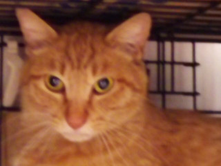 毛色は茶色です。昨年まで飼い猫だ