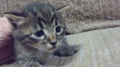 ４月３日生まれ
オス
とって