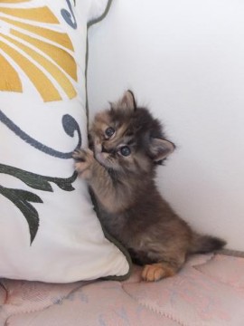 サビねこです。
たぶん、長毛に