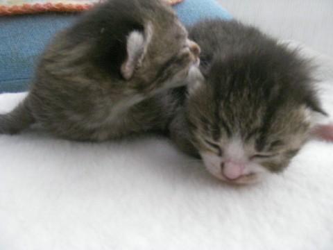 茶トラ・・・オスみたいです。尻尾