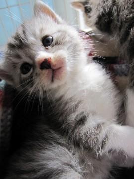 灰色の縞模様で手足が白く、優しい