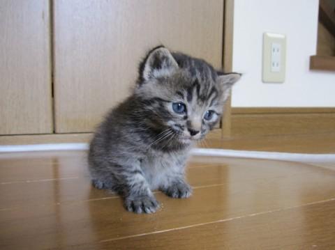 黒と茶のトラ模様で、愛らしい顔立