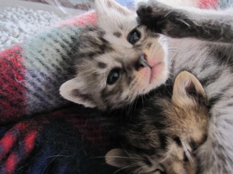 黒と灰色のトラ模様で、愛らしい顔