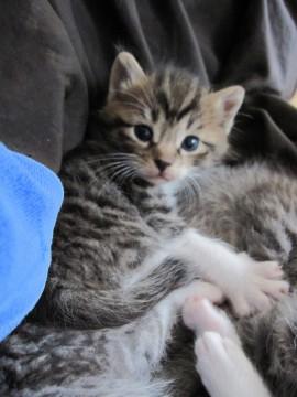 黒と茶のトラ模様で、手足が白く愛