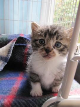 黒と茶のトラ模様で、手足が白く愛