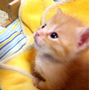 ちゃいろ……チャトラの男の子。1