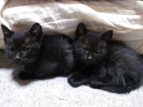 黒猫 オス×2  メス×1
黒