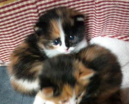 ４月１４日に３匹産まれました。三
