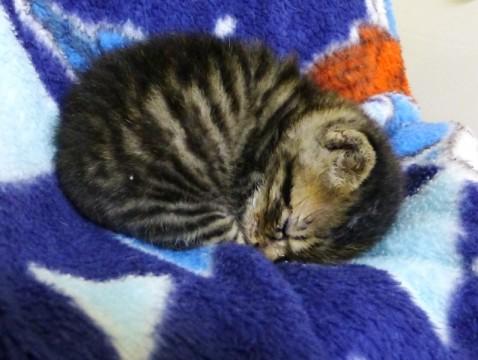 虎猫です！　かわいいし元気です。