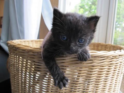 愛嬌のある黒猫で、うっすら縞があ