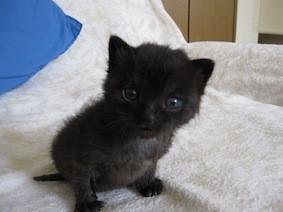 ２匹とも愛嬌のある黒猫で、うっす