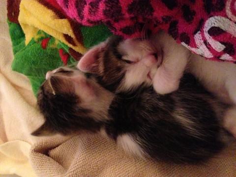 兄弟猫2匹
生後1ヶ月
猫の