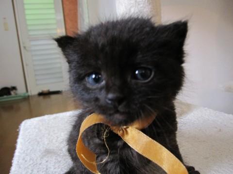 愛嬌のある黒猫でうっすらしまがあ