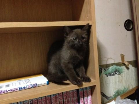 チョコレート色の子ネコです。
