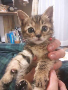 生後１ヶ月のメス猫茶系のキジトラ