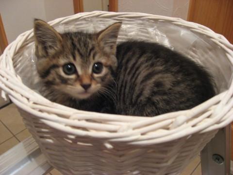 目が大きく、とても可愛いです！ト