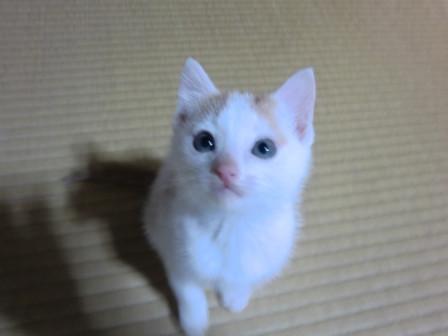 ・初対面の人の膝の上でもすぐに眠