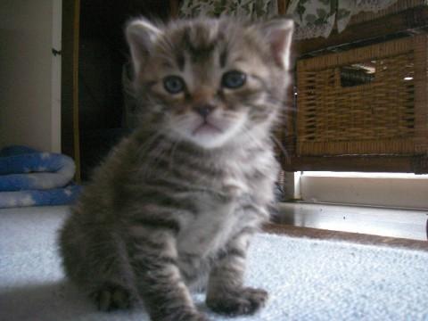 キジトラのオス猫です。
家の中