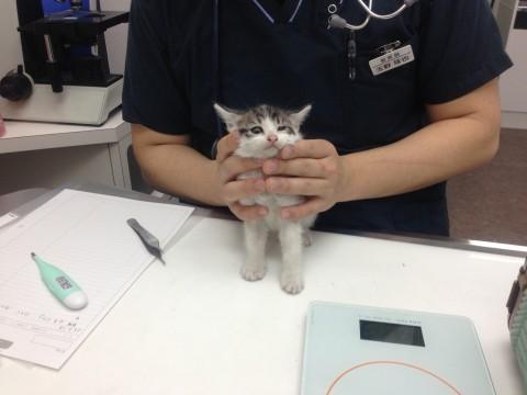 みんな美猫です。