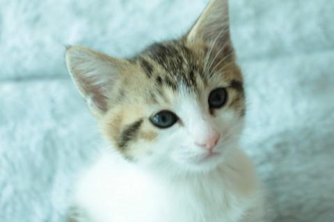 キジトラ
頭がよく 好奇心旺盛