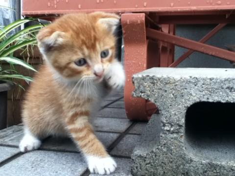 とても人に馴れていて
あまり逃