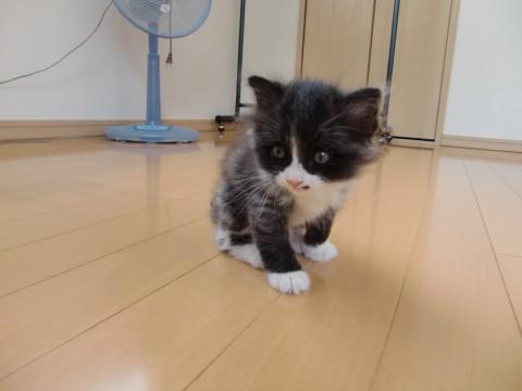 ☆毛色　白黒、ソックスはいてます