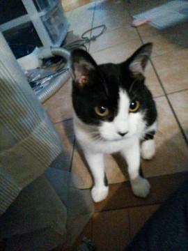 ☆とっても可愛いかぎしっぽです。