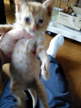生後1ヶ月位の茶トラの男の子です