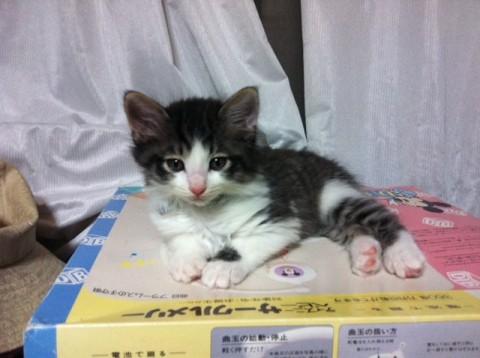 青リボン（♂）おとなしくて甘えん
