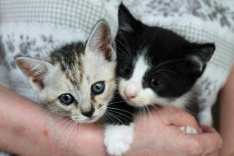 白黒1匹、グレーのしま1匹　
