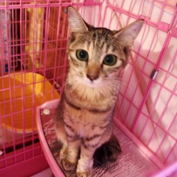 アビシニアンのMIXに見えます。