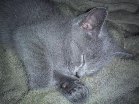 ロシアンブルーの子猫です
耳、